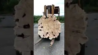 Poplar burl wood
