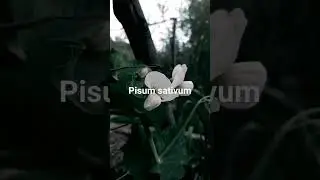 Pisum sativum