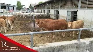 lorenzorizzieri.it - Allevamento e benessere animale in pratica - seconda parte