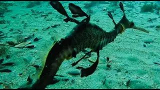 diving victoria, flathead, sea dragons and stingrays.