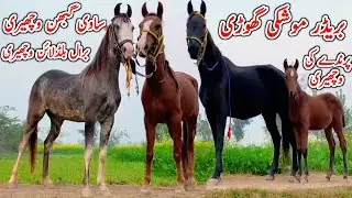 Gabhan Sawi Panch Kalyan Wacheri | Kakki Wacheri | Breedar Mushki Ghori For Sale