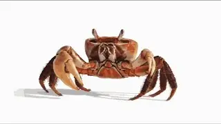 Realistic Crab Art 🦀 #drawing #painting 