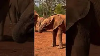СЛОНЫ: ФАКТЫ, О КОТОРЫХ ВЫ НЕ ЗНАЛИ! #animalshorts #животные #animals #слон #elephant #babyanimals