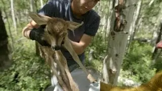 Newborn Fawn Research: Why Are Deer Populations Declining?
