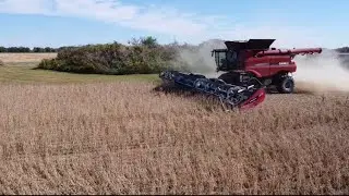 Hauling grain to the river and cutting some beans.