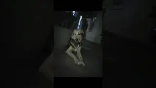 sl pet