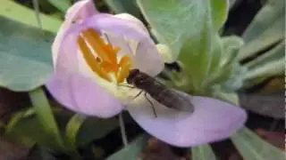 Hover fly - Episyrphus balteatus - Marmila&eth;isveifa -  Kr&oacute;kusar  - Bl&oacute;msveifa - Randasveifa - Skord&yacute;r