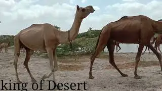 king of Desert # camel`s #
