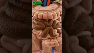Constipation Explained || Stuck Stool In the Colon {Anatomy Animation}  || Anatomy World Ai