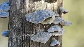 Turkey Tail Mushrooms in Jabbarkhet: Nature&rsquo;s Layered Artwork