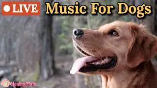 🔴24/7 Dog Music🎵🐶Calming Sleep Music for Anxious Dogs 🐶🎵Music to Ease Separation Anxiety🔴21