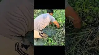 Bengali fishing videos #shorts #fishing .