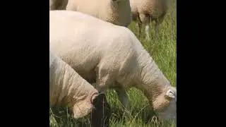 Haemonchus contortus: a parasite challenge to be aware of in sheep