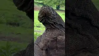 Komodo eating animals
