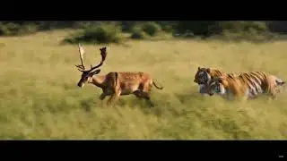 Two Tigers vs deer, tigers ran fastly behind the deer and finally hunted and eat the deer,