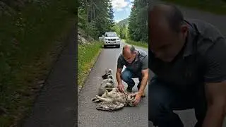 Man Stops Traffic to Save Owl Family! #humanity #birds #owl