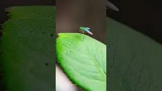 🆔 Sciapus (flies)🪰🪰  #flies #youtube#youtubeshorts#shortsfeed#shortvideo#shorts #short #shortsviral