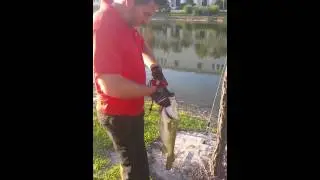 FWC Trophy Catch Largemouth Bass............. Opportunity......