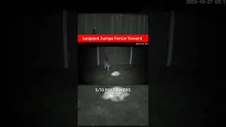 Leopard Jumps Fence Toward Sleeping Cat | Creepy Midnight Security Footage