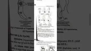 Trypanosoma 