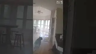 Dog rescued from burning house leads officer to leash before running out