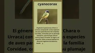 cyanocorax yncas luxuoxux