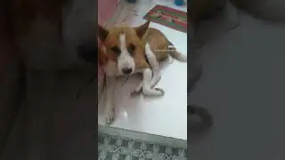 Save delhi dogs protest high😭😭#dog #strretfood #trending #dog lover
