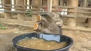 Маленький слоненок испытывает трудности с питьем воды &mdash; как мило! 🥰