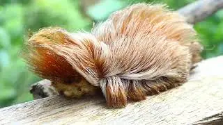 Puss Caterpillar Megalopyge opercularis