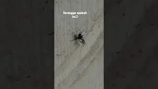 Daily life#insect#serangga#insectlover#shortvideo