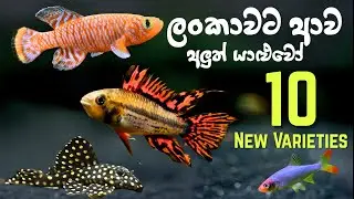 Breed කළොත් සල්ලි තමයි! New Aquarium Fish 2025 අප්‍රේල්  Sri Lanka - Sinhala