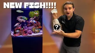 У МЕНЯ ПОЯВИЛАСЬ НОВАЯ СОЛЕНАЯ РЫБКА!!!