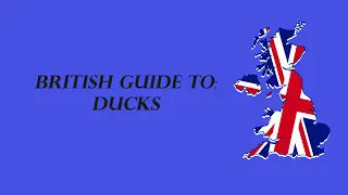 British Guide To: Ducks