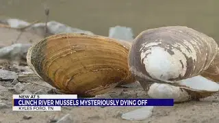 Massive mussel die off in Clinch River sparks investigation by researchers