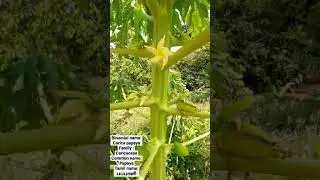 Carica papaya plant