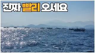 지금 동해는 어구가자미가 제철입니다