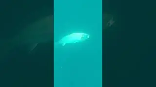 Corvina  de Sergio Marin del equipo Polosub CarbonioGft y Fusiles Orca