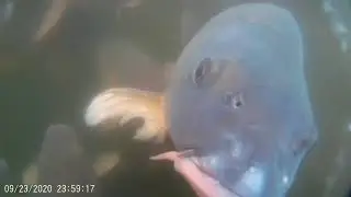Carp close ups above and below the water surface