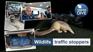 Wildlife traffic stoppers: FULL EPISODE