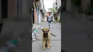 Poor Puppy Papi Was Attacked 😢 | Real Action + Music | Shorts