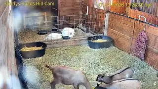 Goldy's  Chaos Hill  123pm  ET grain Milo Melvin Blossom Petal;2 Turkey;Julie alley1312026