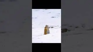 Made It Through Today, On to Tomorrow #animals #wildlife #shorts #video