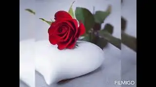 Rose photography 🌹🌹🌹#short