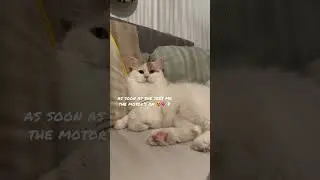 @sillysaarita: My cat starts purring like a little motor as soon as she sees me 😻🐾💖