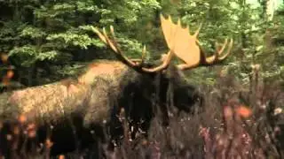 Wild Spaces WILD SPACES: DENALI NATIONAL PARK /  UNTAMED ALASKA