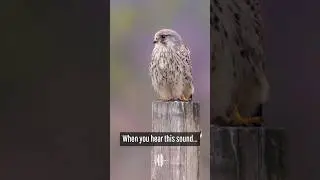 Do you know the sound of a kestrel? #birding #birdsounds #birds #kestrel #birdofprey