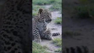 Leopard Cub Calls for Mother 🐆💛 | Heartwarming Wildlife Moment #ytshorts