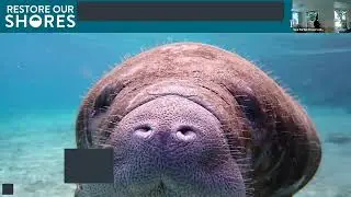 June 2025 Monthly Meeting Presentation By Victoria Wilcock From The Brevard Zoo's Restore Our Shores