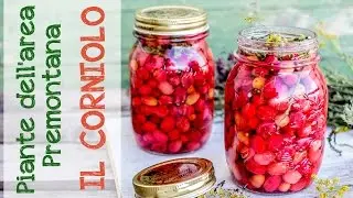 Come riconoscere il corniolo e usarlo in cucina