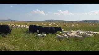The cows and sheep move in, before the paddock walk